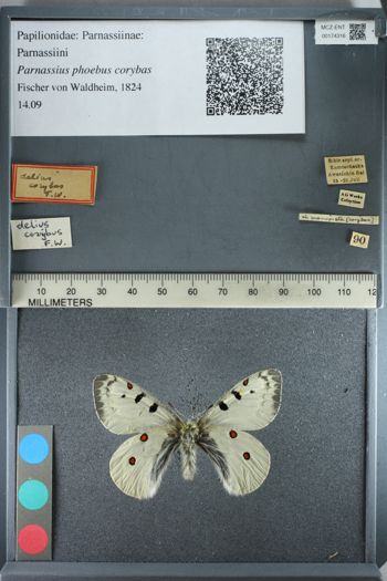 Media type: image;   Entomology 174316